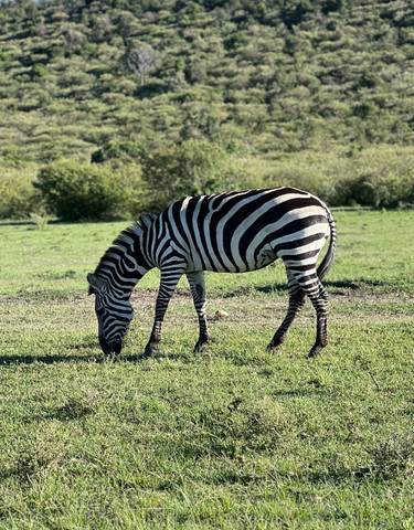 Zebra grazing in an open grassy area.