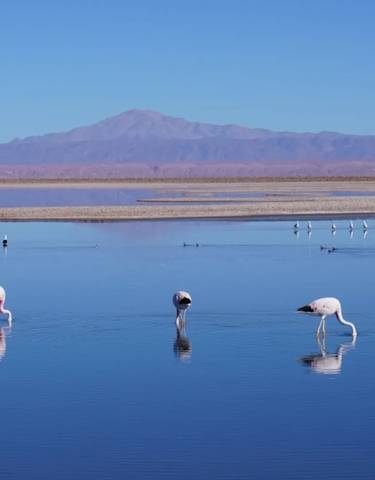Flamingos feeding in a serene water body with mountains.