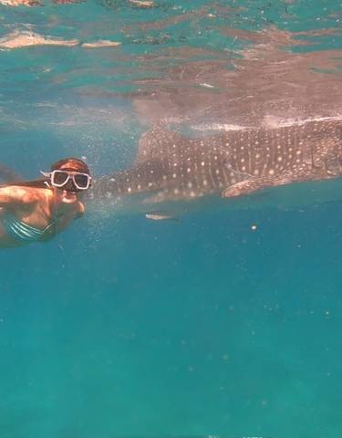 Person swimming underwater with a whale shark.