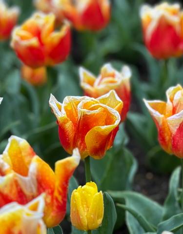 Close-up of colorful tulips in a garden.