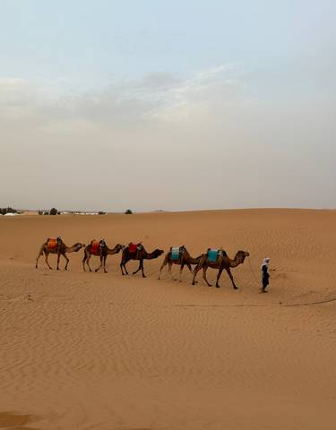 Line of camels with a guide walking in the desert.