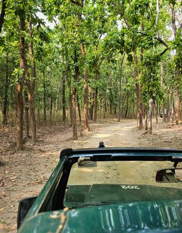A forest path with a vehicle seen from inside.
