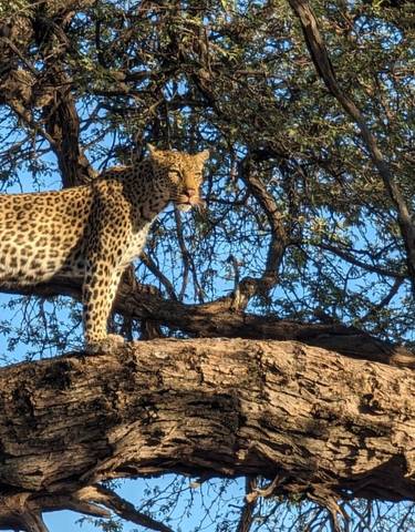 Leopard perched on a tree in the savannah.