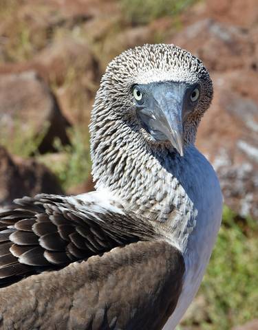 Close-up of a blue-footed booby with detailed feathers.