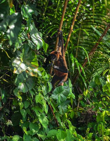 Monkey in a lush tropical forest.