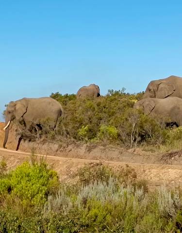 Herd of elephants roaming a natural habitat.