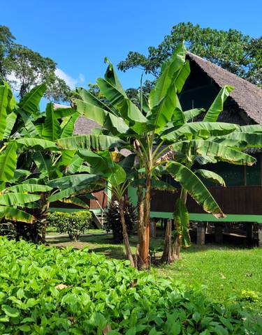 Tropical huts surrounded by banana plants.