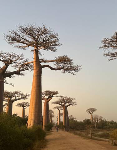 Baobab trees standing tall in a dry landscape.