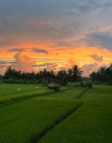 Lush green rice fields at sunset with vibrant sky.