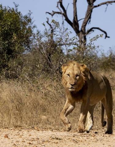 Lion confidently walking through the savannah.