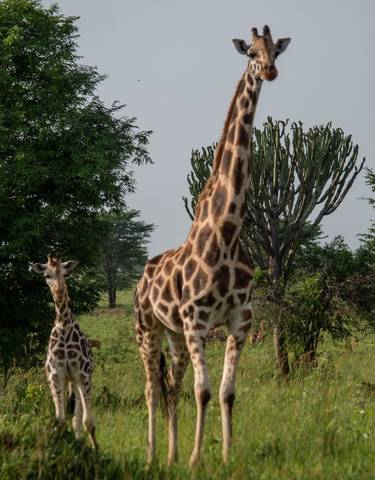 Giraffe with calves and lush greenery in the background.