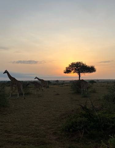 Giraffes walking across savannah at sunset.
