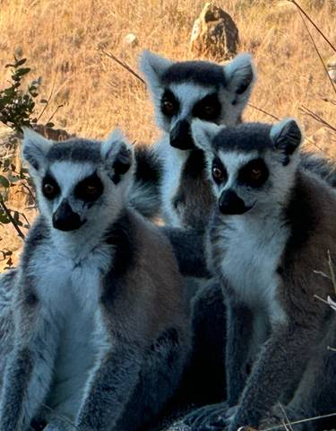 Group of lemurs sitting together in a rocky setting.