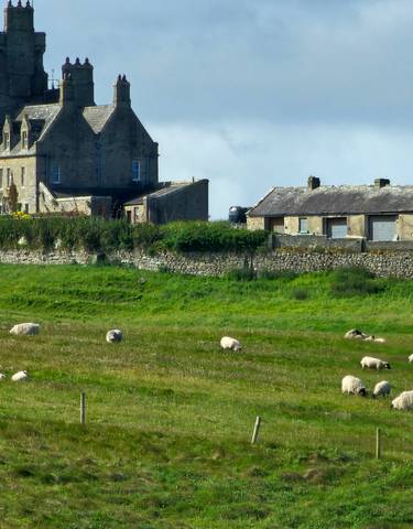 Castle with sheep grazing on a green field.