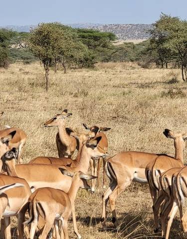 Group of antelopes grazing in the African savannah.