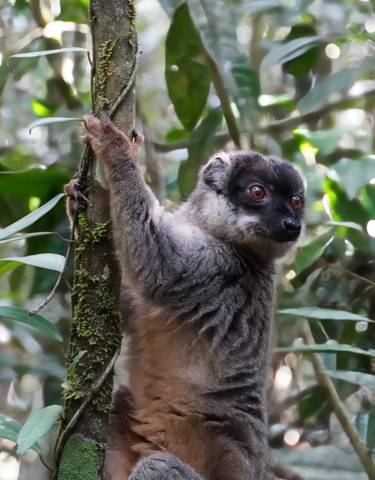 Lemur clinging to a tree in dense jungle foliage.