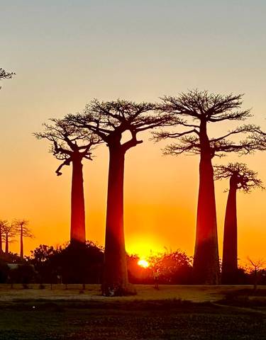 Baobab trees silhouetted against a sunset.