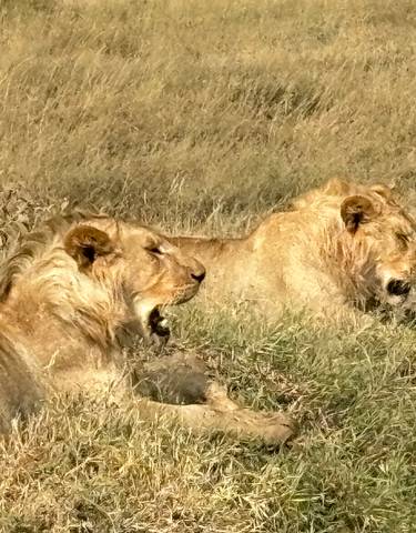 Two lions resting in the savannah grass.