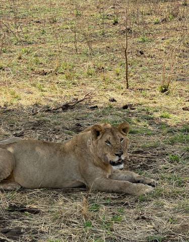 A lion lying on the ground looking towards the camera.