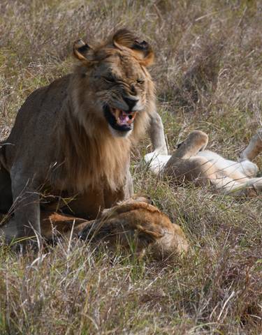 Lion interacting with its pride, two lions lying down on the grass.