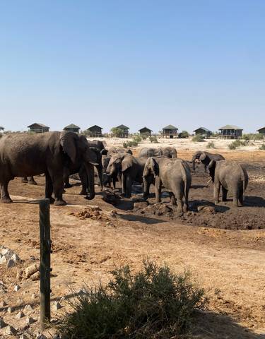 Elephants gathered at a waterhole with lodges in the background.