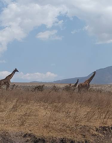 Giraffes walking in a dry savannah with a mountain in the background.