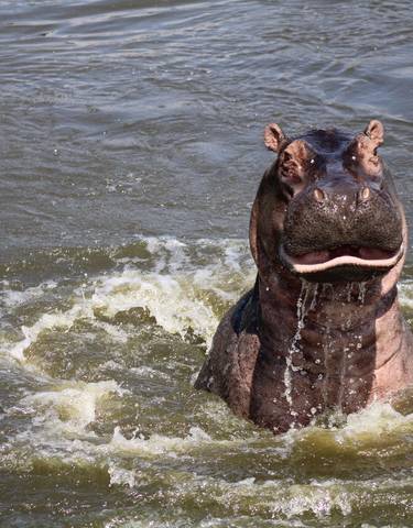 Hippo surfacing in water.