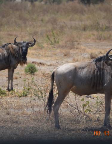 Wildebeests standing in a dry savanna.