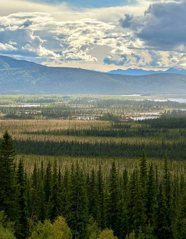 Expansive view of a forest with distant mountains.