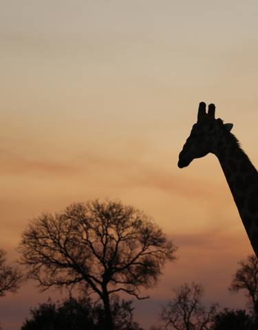 Silhouette of a giraffe at sunset.