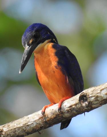 Close-up of a colorful kingfisher on a branch.