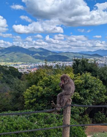 Monkey sitting on a tree branch with a city in the background.