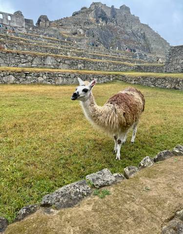 A llama standing on a grassy area with stone walls in the background.