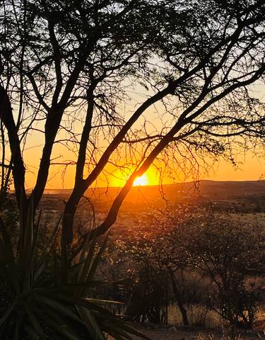 Stunning sunset silhouetted by trees.