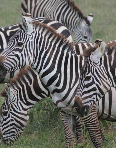 A close-up view of zebras grazing on grass in a field.