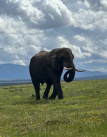 Elephant walking in an open field with mountains in the background
