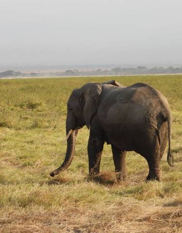 Elephant walking through grasslands.