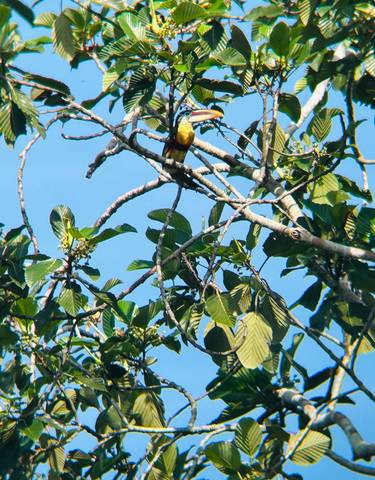 Toucan perched on a tree branch with green leaves.