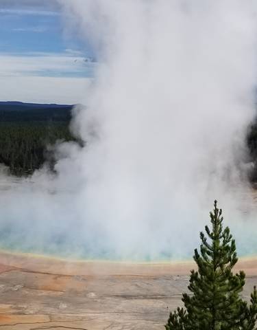 Geyser erupting with colorful pool and pine trees around