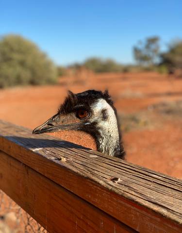 Close-up of an emu's head.