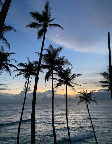 Silhouette of palm trees against a vibrant sunset sky.