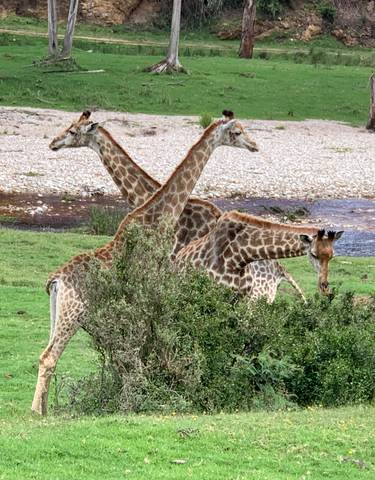 Three giraffes standing in a grassy field near a stream.