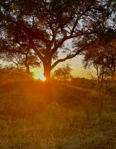 Sunset view through trees in a forest.