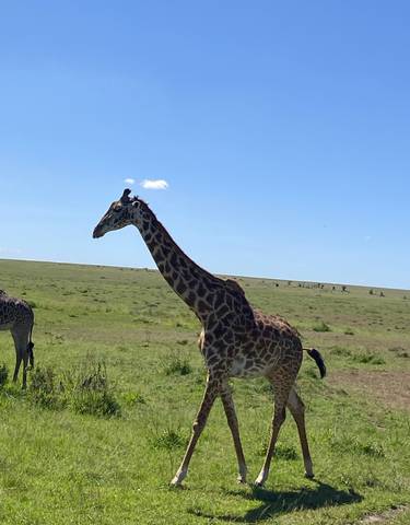 A giraffe walking on a vast grassy plain under a clear blue sky.