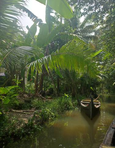 Dense green jungle with a small waterway.