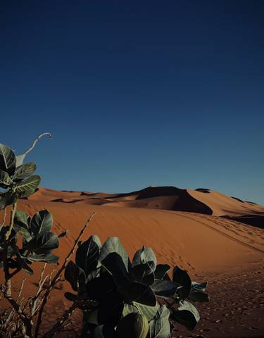 Sand dunes with a clear blue sky and some vegetation in the foreground.