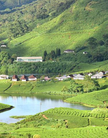 Vibrant green tea plantations and lake in a hilly area.