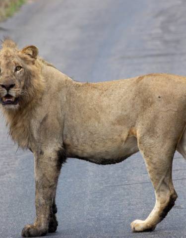 Lion standing on a paved road looking forward.