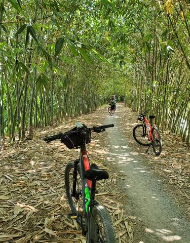 Bicycles parked on a bamboo path during the day.