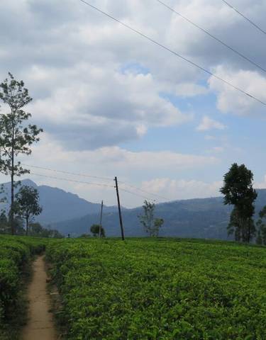 Tea plantation with hills under a partly cloudy sky.